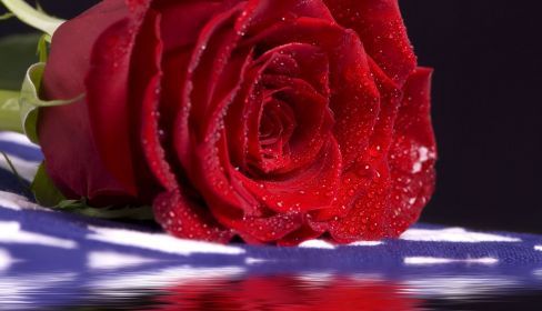 Rose on coffin at a funeral service in Tatura